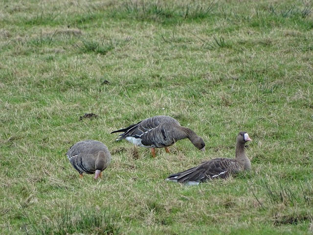 是冠軍級別 是冠軍級別